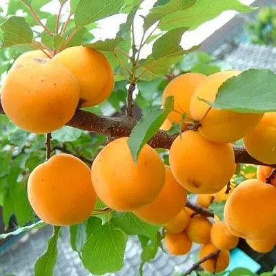 Абрикос ОРИГИНАЛ  Абрикос ОРИГИНАЛ в Кирове