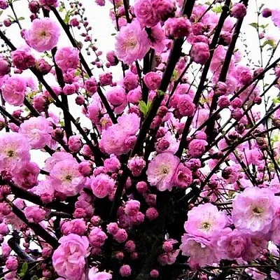 Миндаль в Кирове