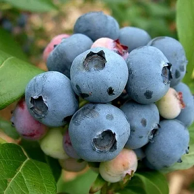 Голубика КОЛЛИНЗ в Кирове