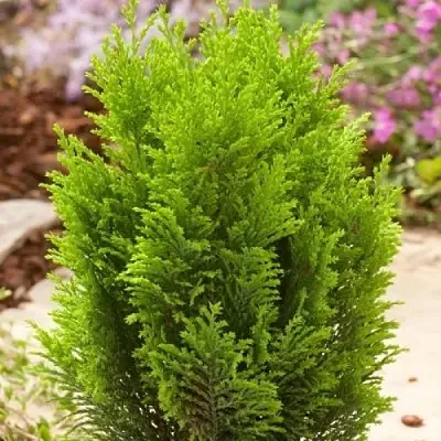 Кипарисовик ЭЛВУДИ ГОЛД лавсона в Кирове