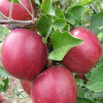 Яблоня МОСКОВСКОЕ ОЖЕРЕЛЬЕ колонновидная  Яблони Московское Ожерелье колонновидная в Кирове