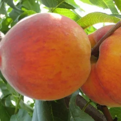 Персик СОЧНЫЙ в Кирове