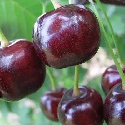 Дюк ФАКЕЛ  Дюк ФАКЕЛ в Кирове