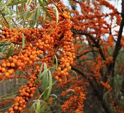 Облепиха СЕРАФИМА  Облепиха СЕРАФИМА в Кирове