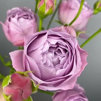 Саженцы роз ЛАВЕНДЕР БАБЛС спрей в Кирове