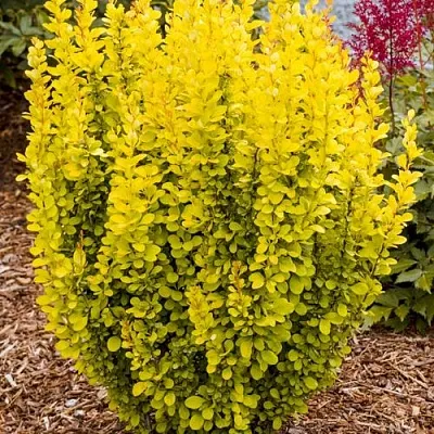 Барбарис ГОЛДЕН ТОРЧ тунберга  Барбарис ГОЛДЕН ТОРЧ тунберга в Кирове