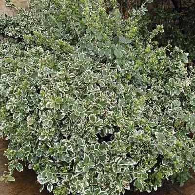 Бересклет ЭМЕРАЛЬД ГАИТИ форчуна в Кирове