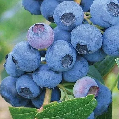 Голубика ЭРЛИБЛЮ в Кирове