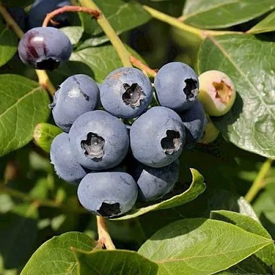 Голубика ШАНТЕКЛЕР в Кирове