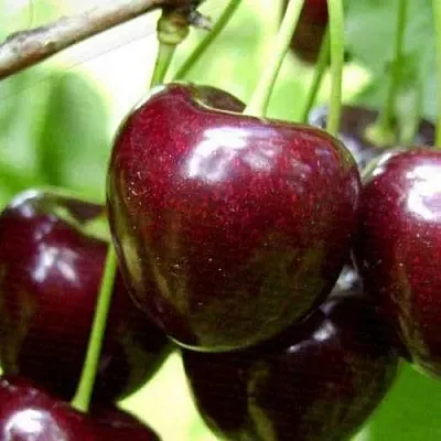 Черешня РОССОШАНСКАЯ КРУПНАЯ  Черешня РОССОШАНСКАЯ КРУПНАЯ в Кирове