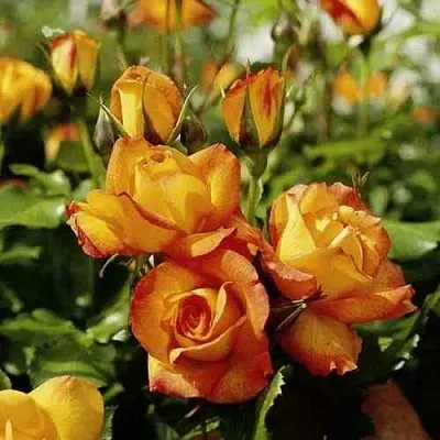 Саженцы роз САХАРА плетистая  Саженцы роз САХАРА плетистая в Кирове