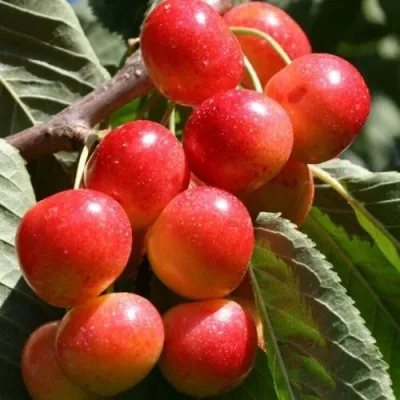 Черешня ГАСТИНЕЦ — описание сорта Черешня ГАСТИНЕЦ в Кирове