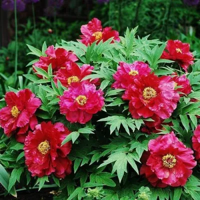 Пион КРАСНЫЙ ЛОТОС древовидный в Кирове