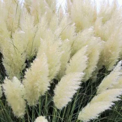 Кортадерия белая (пампасная трава) в Кирове