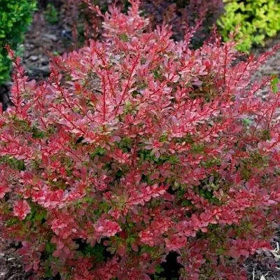 Барбарис ГОЛДЕН РИНГ тунберга  Барбарис ГОЛДЕН РИНГ тунберга в Кирове