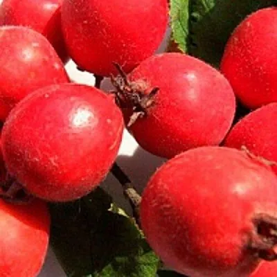 Боярышник КРУПНОПЛОДНЫЙ  Боярышник КРУПНОПЛОДНЫЙ в Кирове