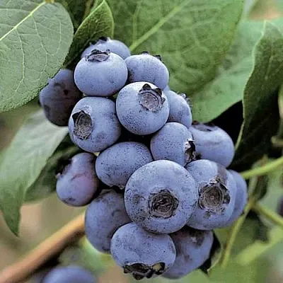 Голубика ПАТРИОТ в Кирове