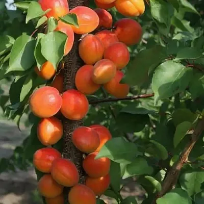 Абрикос ЗВЕЗДНЫЙ колонновидный  Абрикос ЗВЕЗДНЫЙ колонновидный в Кирове