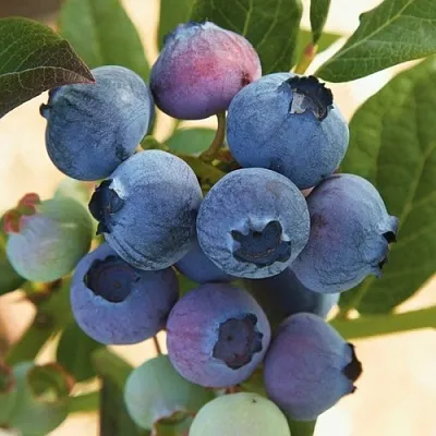 Голубика ОСОРНО  Голубика ОСОРНО в Кирове