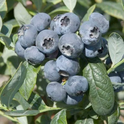 Голубика БРИГИТТА — описание сорта Голубика БРИГИТТА в Кирове