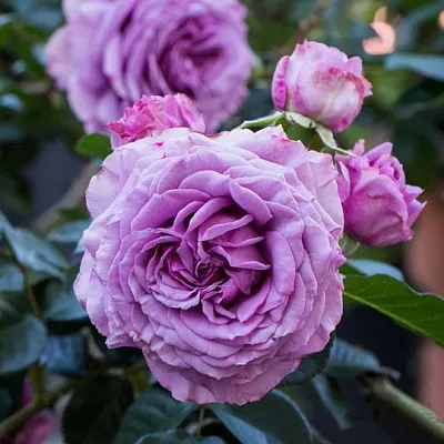 Саженцы роз СИЛЬВЕР КВИК плетистая в Кирове