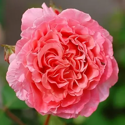 Саженцы роз ЛОРАН КАБРОЛЬ шраб в Кирове