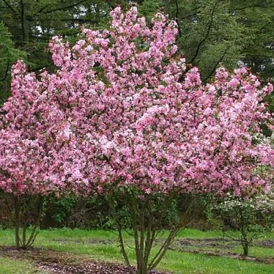 Яблоня РУДОЛЬФ декоративная   Яблоня РУДОЛЬФ декоративная  в Кирове