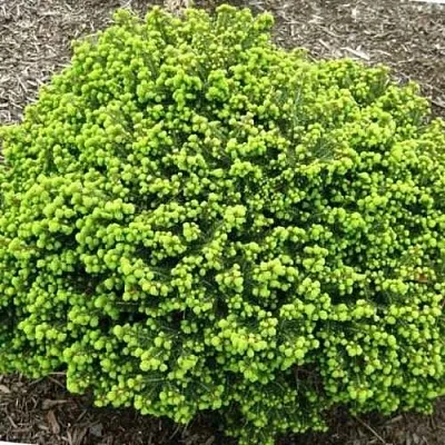 Ель ЛИТЛ ДЖЕМ обыкновенная в Кирове