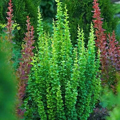 Барбарис ЭРЕКТА тунберга  Барбарис ЭРЕКТА тунберга в Кирове