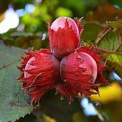 Фундук КРАСНЫЙ ЯНТАРЬ  Фундук КРАСНЫЙ ЯНТАРЬ в Кирове