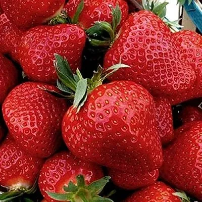 Клубника КЛЕРИ в Кирове