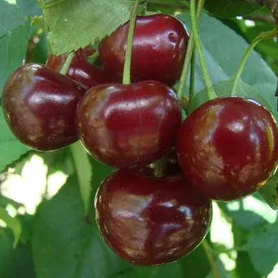 Дюк КОРМИЛИЦА  Дюк КОРМИЛИЦА в Кирове