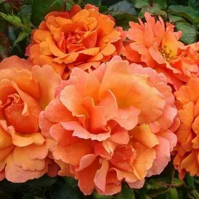 Саженцы роз БРИДЖ ОФ САЙЗ плетистая  Саженцы роз БРИДЖ ОФ САЙЗ плетистая в Кирове