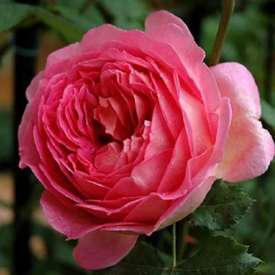 Саженцы роз ДЖУБИЛИ СЕЛЕБРЕЙШН английская в Кирове