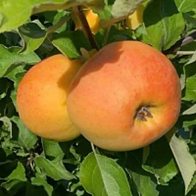 Яблоня АНТОНОВКА ЗОЛОТАЯ  Яблоня АНТОНОВКА ЗОЛОТАЯ в Кирове