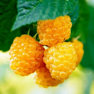 Малина МЕДОВАЯ  Малина МЕДОВАЯ в Кирове