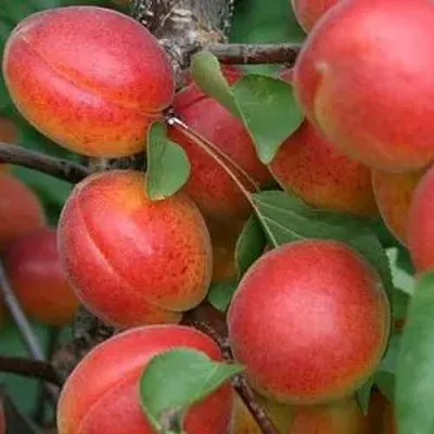 Абрикос НЬЮ-ДЖЕРСИ  Абрикос НЬЮ-ДЖЕРСИ в Кирове