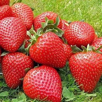 Клубника ЭЛИАНЕ в Кирове