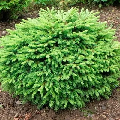 Ель НИДИФОРМИС обыкновенная в Кирове