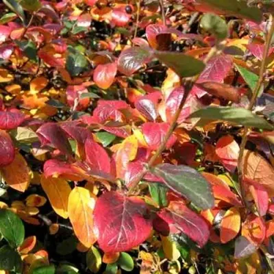 Кизильник блестящий в Кирове