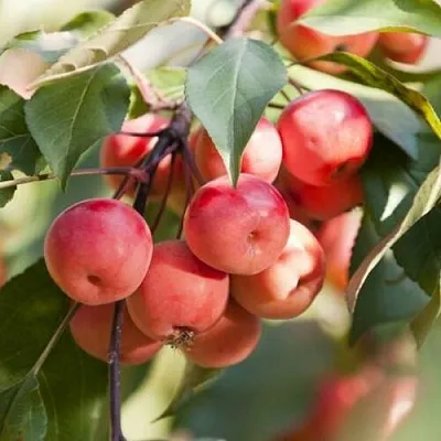 Яблоня ВИШНЕПЛОДНАЯ декоративная  Яблоня ВИШНЕПЛОДНАЯ декоративная в Кирове