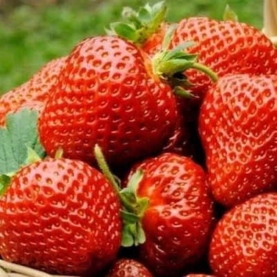 Клубника ФЛОРЕНС в Кирове