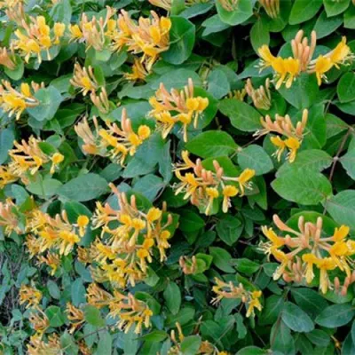 Жимолость ТЕЛЬМАНА в Кирове