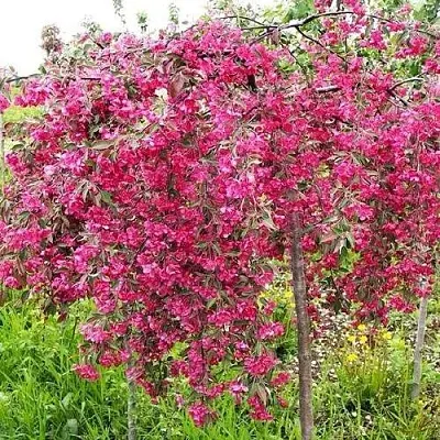 Яблоня КИНГ БЬЮТИ декоративная  Яблоня КИНГ БЬЮТИ декоративная в Кирове