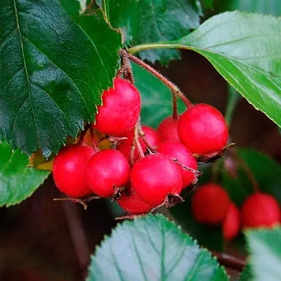 Боярышник ЛЮДМИЛ  Боярышник ЛЮДМИЛ в Кирове