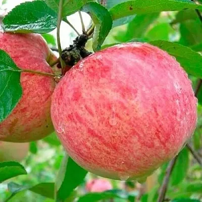 Яблоня КОРИЧНОЕ ПОЛОСАТОЕ  Яблоня КОРИЧНОЕ ПОЛОСАТОЕ в Кирове