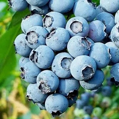 Голубика БРИГИТТА БЛЮ в Кирове