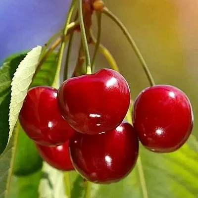 Черешня ТЕРЕМОШКА  Черешня ТЕРЕМОШКА в Кирове