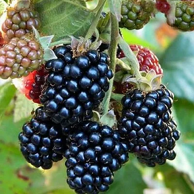 Ежевика ОУАЧИТА бесшипная  Ежевика ОУАЧИТА бесшипная в Кирове