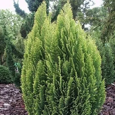 Кипарисовик ЭЛВУДИ ЭМПАЙР лавсана в Кирове